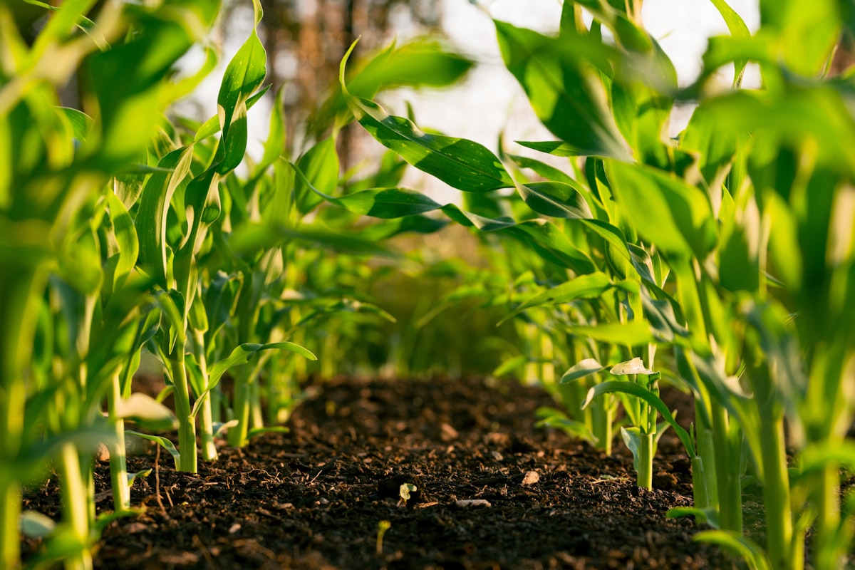 Modern greenhouse polyhouse agriculture project advisory and NHB scheme guidance